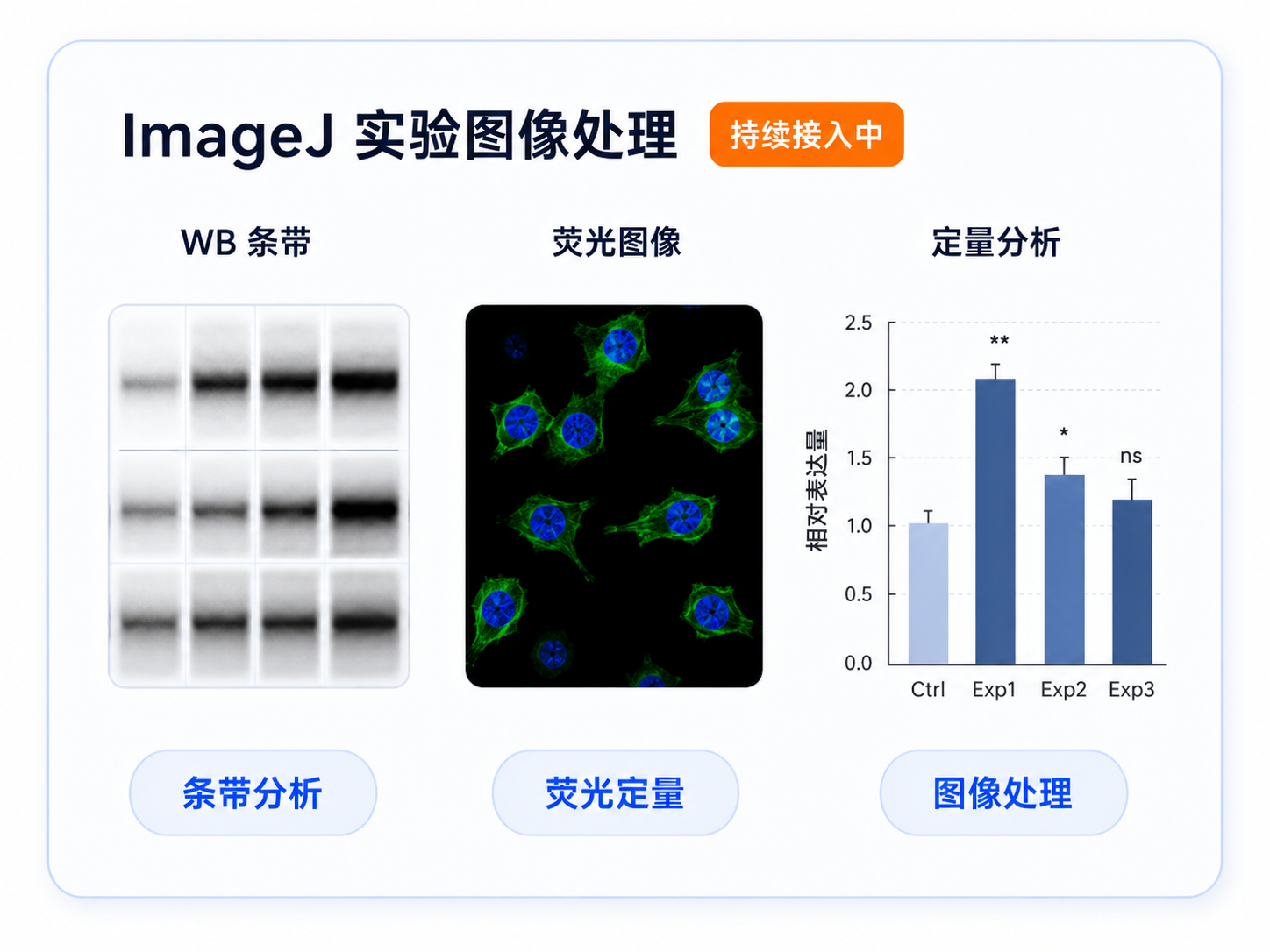 ImageJ 实验图像处理:条带分析、荧光定量与图像处理,能力持续接入中